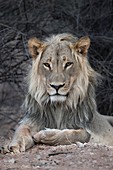 Young male african lion