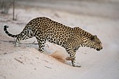 Male African leopard