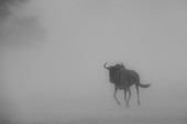 Wildebeest in a Kalahari dust storm