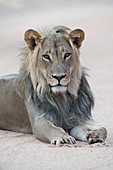 Young male African lion