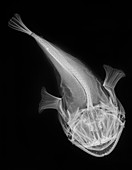 Monkfish, X-ray