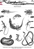Reptiles, X-ray montage