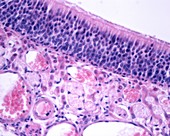 Olfactory mucosa, light micrograph