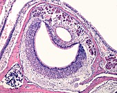 Vomeronasal organ, light micrograph