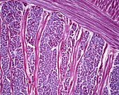 Tongue muscle, light micrograph
