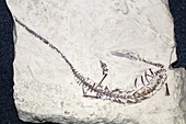 Fossil lizard
