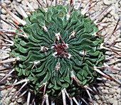 Cactus, Echinofossulocactus multicostatus