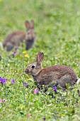 European rabbits grazing in a meadow
