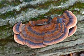 Resinous polypore fungus (Ischnoderma resinosum)