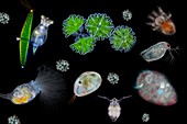 Compilation of various water microorganisms