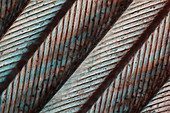 Bird feather, light micrograph