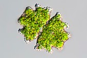 Euastrum desmid, light micrograph