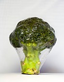 Shrink-wrapped broccoli