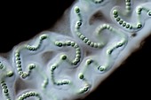 Nostoc sp. cyanobacteria, light micrograph
