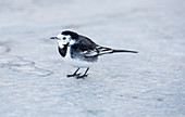 A Pied Wagtail on the deck of the Windermere Ferry, UK