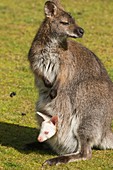Red-necked wallaby with albino young