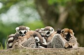 Captive ring-tailed lemur and red ruffed lemur
