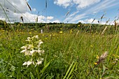 Greater butterfly orchid (Platanthera chlorantha), UK