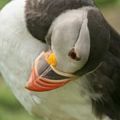 Puffin preening feathers on Skomer Island, UK