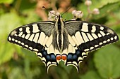 Swallowtail butterfly (Papilio machaon), Brittany, France