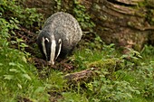 Badger, Dinefwr Park, Wales, UK