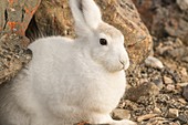 Arctic hares, Bloomster-bugten, Greenland