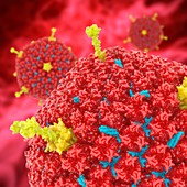 Adenovirus Ad5, molecular model