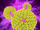 Adenovirus Ad5, molecular model