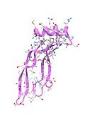 Growth and differentiation factor 15 molecule, illustration