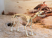 Agate Fossil Beds National Monument, USA