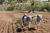 Farming in Oaxaca, Mexico