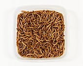 Freeze dried mealworms