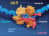 CRISPR-Cas9 gene editing complex, illustration