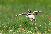 Little bustard male displaying