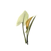 Calla lily (Zantedeschia sp.), X-ray