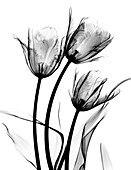 Tulip (Tulipa sp.) flowers, X-ray