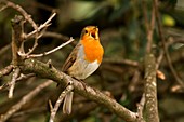 European robin