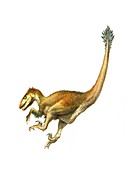 Deinonychus dinosaur, illustration