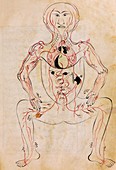 Mansur's Anatomy, 15th century