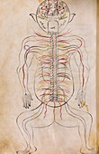 Mansur's Anatomy, 15th century