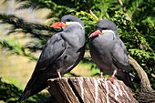 Inca tern breeding pair