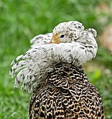 Male ruff in breeding plumage