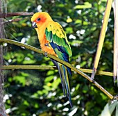 Sun parakeet