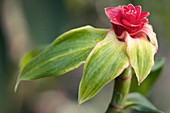 Spiral Ginger (Costus barbatus)