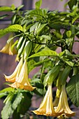 Devil's Trumpet (Datura metel)