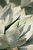Blue Agave (Agave tequilana)