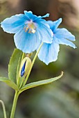 Himalayan Poppy (Meconopsis sp.)