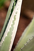 Agave sp