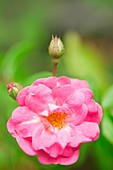 Rose (Rosa 'Gartendirektor Otto Linne')