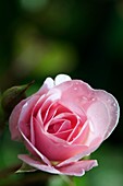Rose (Rosa 'Mrs. R.M Finch')